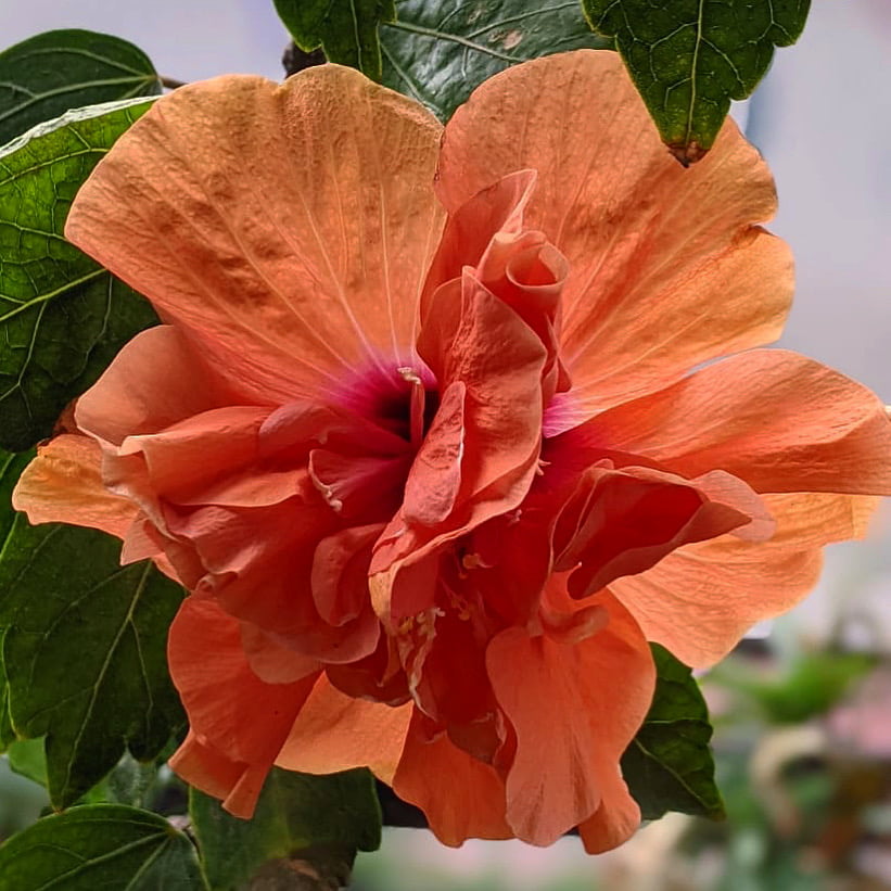 Premium Hibiscus Peach Flower seeds for Planting Cottage Garden Essential, Heirloom & GMO Free Seeds for Home Garden seeds