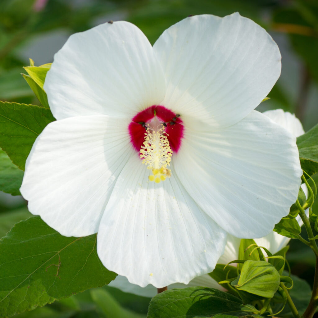Heirloom Hibiscus Moscheutos Flower seeds for Planting Low Maintenance Heirloom & GMO Free Seeds for Home Garden