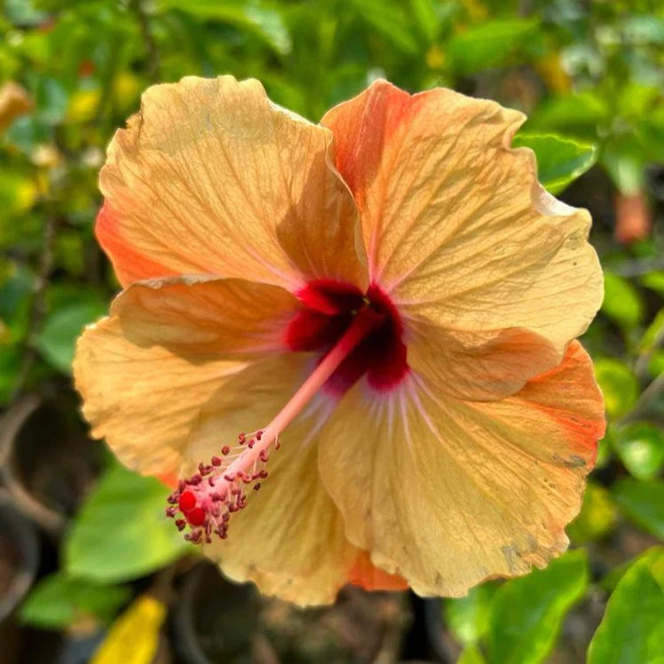 Light Orange Hibiscus Flower seeds for Planting Cottage Garden Essential, Heirloom & GMO Free Seeds for Home Garden seeds for planting
