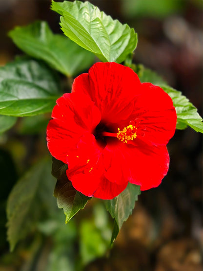 Hibiscus Rosasinensis Flower seeds for Planting, Low Maintenance Heirloom & GMO Free Seeds for Home Garden