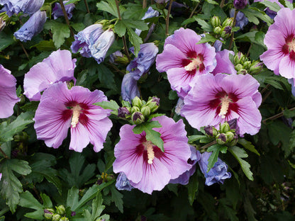 Rose of Sharon Hibiscus Seeds Flower seeds for Planting Low Maintenance Heirloom & GMO Free Seeds for Home Garden