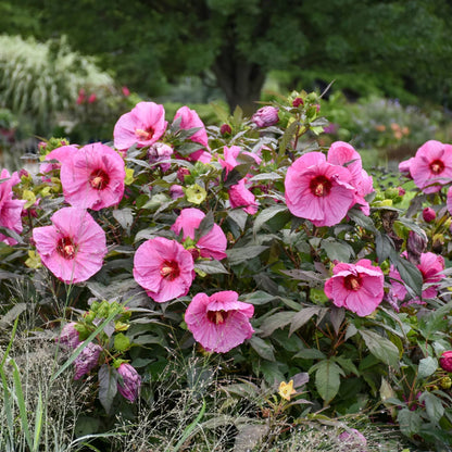 Heirloom Rose Mallow Flower seeds for Planting Pollinator Friendly Heirloom & GMO Free Seeds for Home Garden