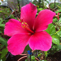 Thick Pink Hibiscus Flower seeds for Planting Cottage Garden Essential, Heirloom & GMO Free Seeds for Home Garden seeds for planting