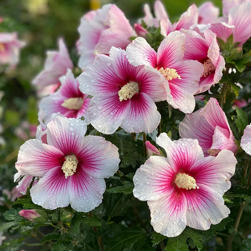 Premium Pink Sharon Flower seeds for Planting Colorful Display, Heirloom & GMO Free Seeds for Home Garden seeds
