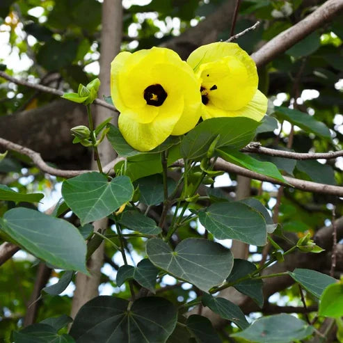 Premium Cytisus Battandieri Flower seeds for Planting Cut Flower Favorite, Heirloom & GMO Free Seeds for Home Garden Sale seeds