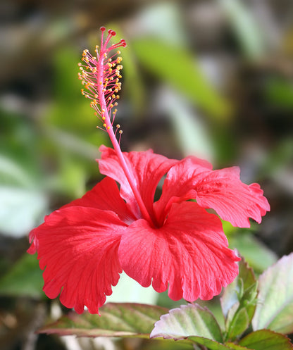 Heirloom Hibiscus Flower seeds for Planting Cut Flower Favorite Heirloom & GMO Free Seeds for Home Garden