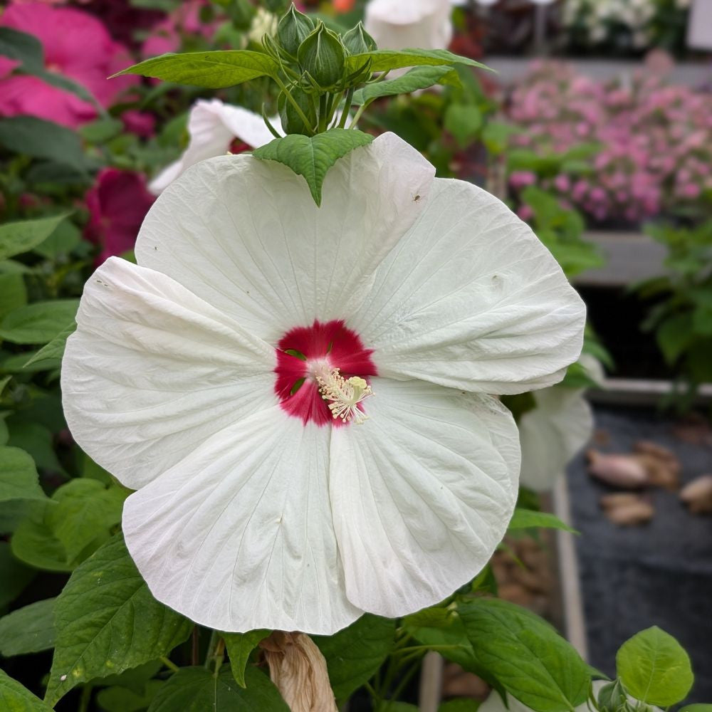 Heirloom Hibiscus Moscheutos Flower seeds for Planting Low Maintenance Heirloom & GMO Free Seeds for Home Garden