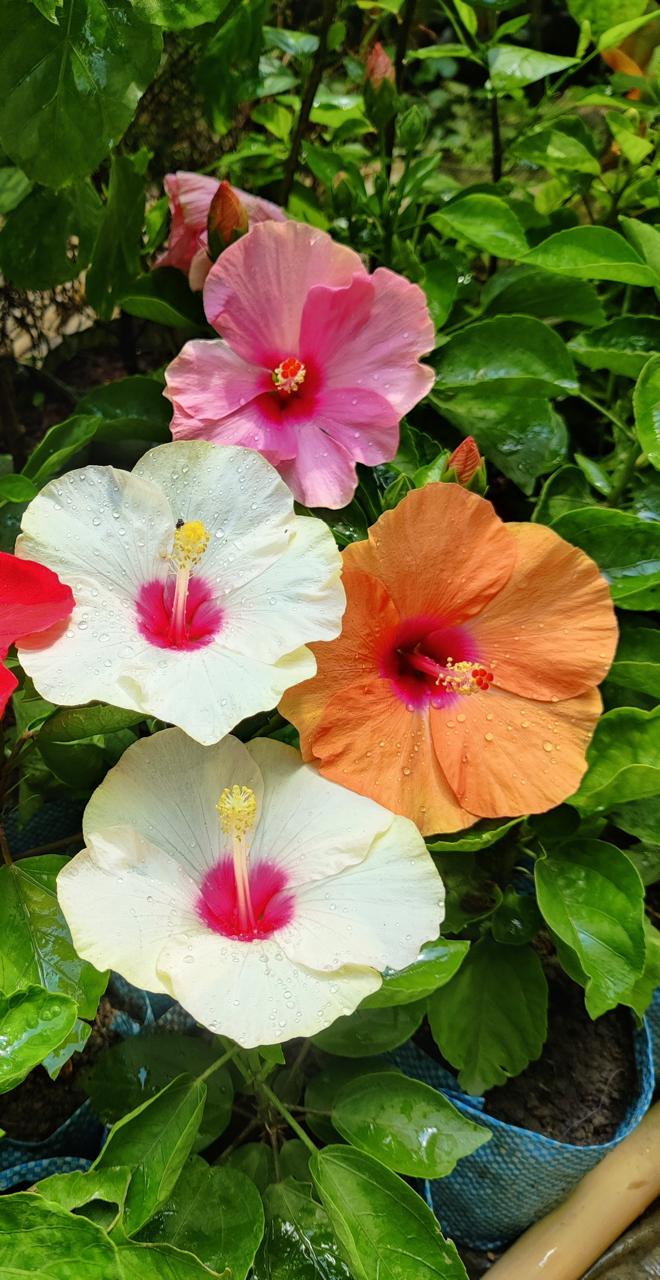 High quality Hibiscus Mixed Flower seeds for Planting Pollinator Friendly, Heirloom & GMO Free Seeds for Home Garden seeds pack