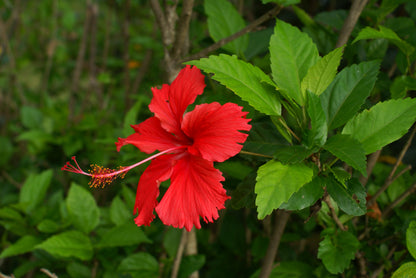 Hibiscus Rosasinensis Flower seeds for Planting, Low Maintenance Heirloom & GMO Free Seeds for Home Garden