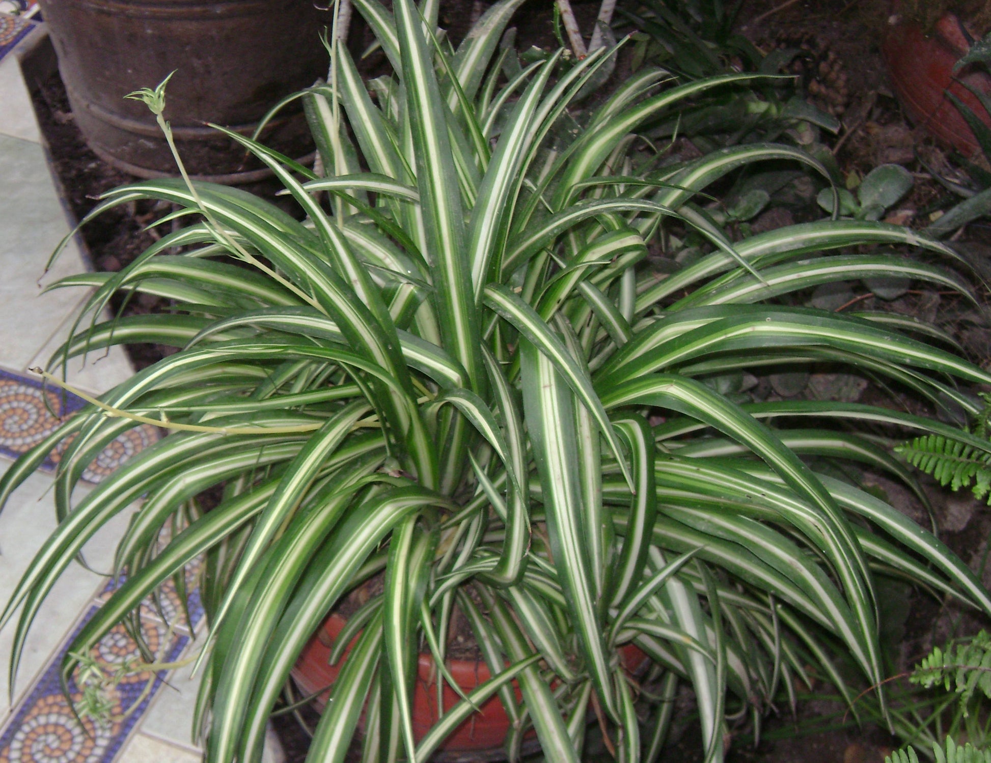 Chlorophytum Planting Seeds For Vibrant Greenery Plant Seeds