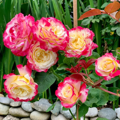 Double Delight Hybrid Tea Rose Flower seeds for Planting Garden Favorite Heirloom & GMO Free Seeds for Home Garden