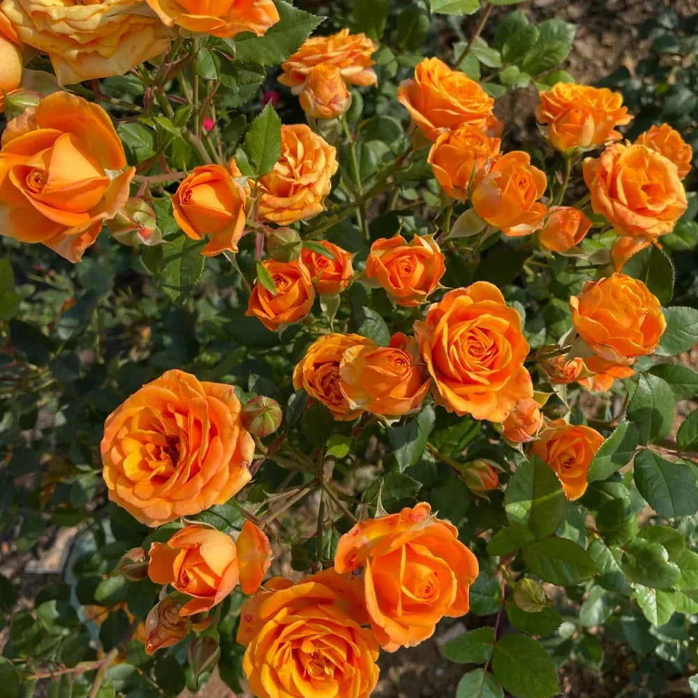 Orange Climbing Geranium Seeds for Planting, Heirloom Non-GMO Flowers for Home Garden