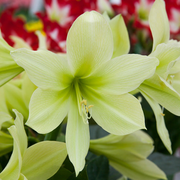 Premium Hippeastrum Army Green Flower seeds for Planting Pollinator Friendly, Heirloom & GMO Free Seeds for Home Garden seeds