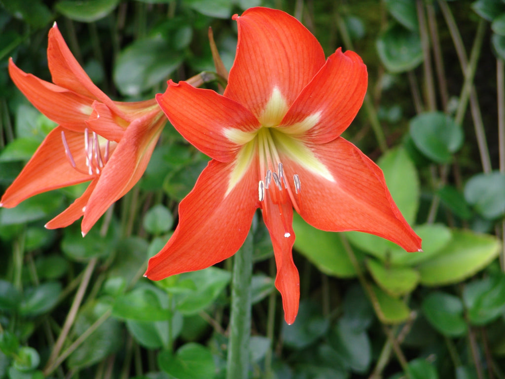 Hippeastrum Rutilum Mixed Flower seeds for Planting Shade Tolerant, Heirloom & GMO Free Seeds for Home Garden seeds for planting