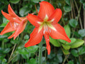 Hippeastrum Rutilum Mixed Flower seeds for Planting Shade Tolerant, Heirloom & GMO Free Seeds for Home Garden seeds for planting