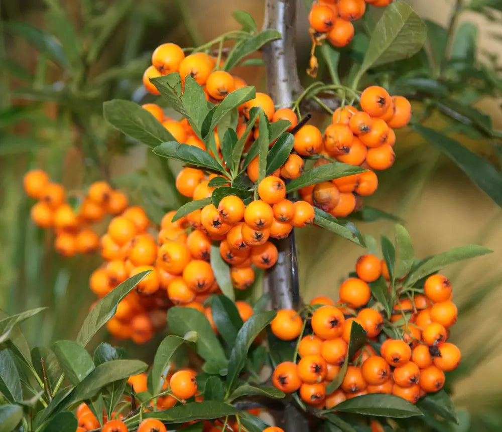 Seaberry (Sea Buckthorn) Elaeagnus Hippophae rhamnoides Orange Berry Fruit Shrub Seeds