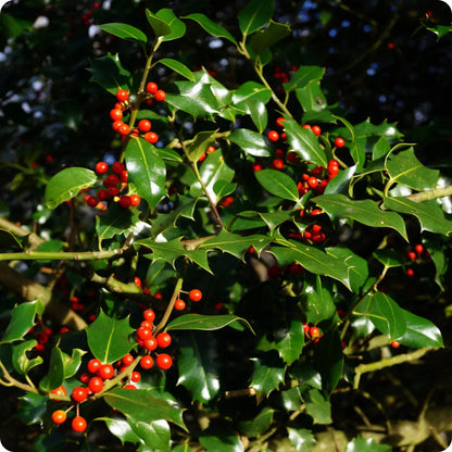 Red Ilex Opaca Planting Seeds - Seed Pack