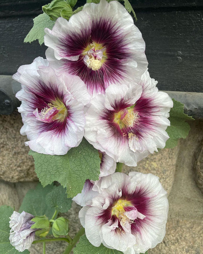 White Purple Hollyhock Flower seeds for Planting Drought Tolerant, Heirloom & GMO Free Seeds for Home Garden vegetable and garden seeds