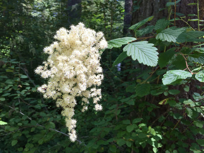 Holodiscus Discolor Flower seeds for Planting Shade Tolerant Heirloom & GMO Free Seeds for Home Garden