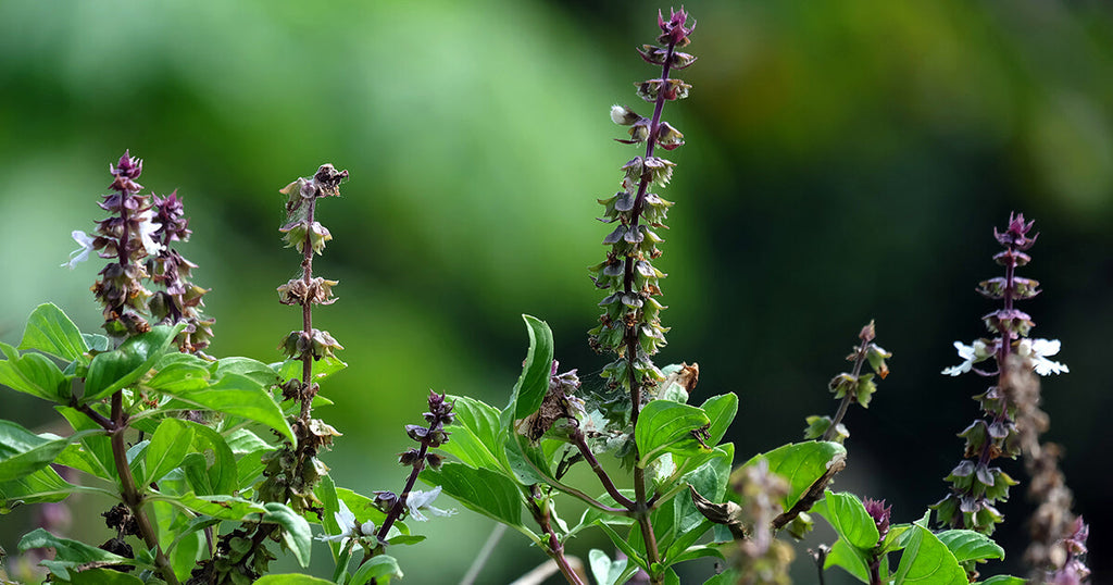 High quality Basil Scented Flower seeds for Planting Drought Tolerant, Heirloom & GMO Free Seeds for Home Garden seeds pack