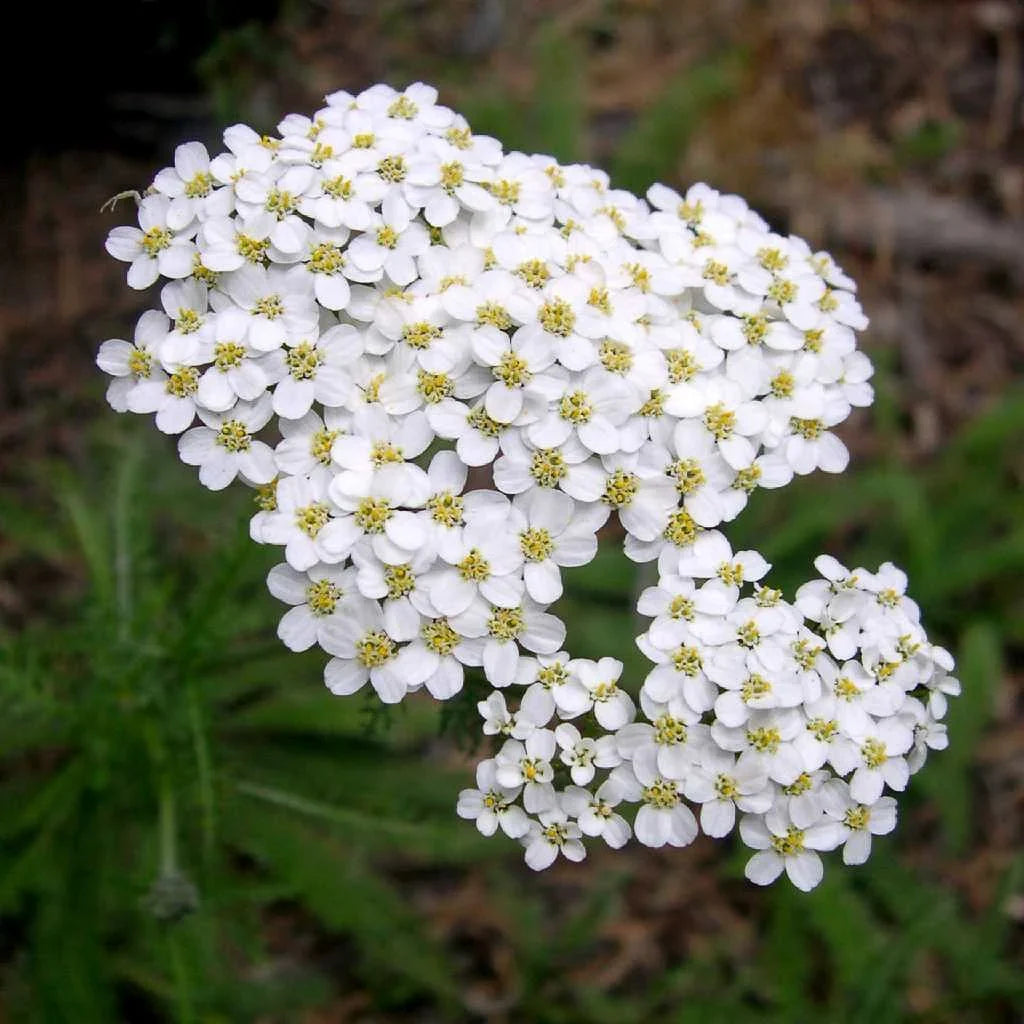 White Bishops Flower seeds for Planting Vibrant Colors, Heirloom & GMO Free Seeds for Home Garden vegetable and garden seeds