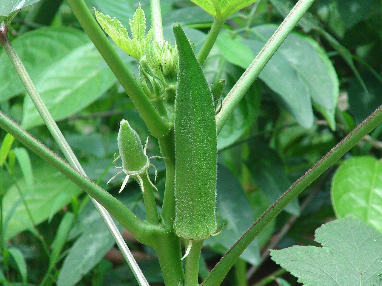 Okra Seeds for Easy Planting