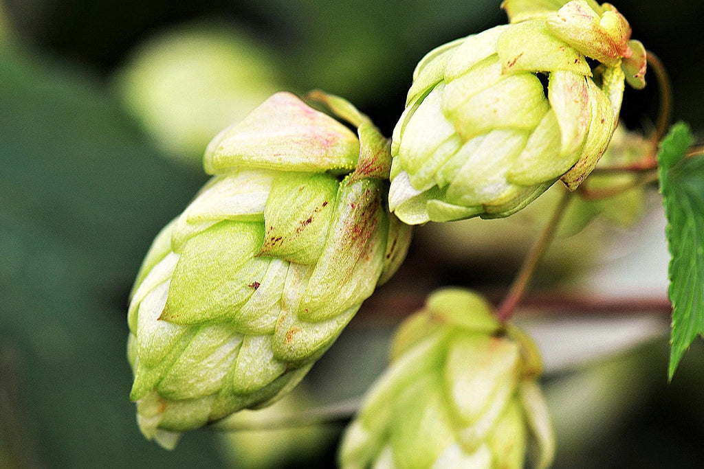 Premium Dark Green Humulus Lupulus Flower seeds for Planting Wildflower Mix, Heirloom & GMO Free Seeds for Home Garden seeds