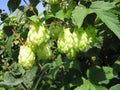 Green Humulus Lupulus Flower seeds for Planting Seasonal Bloomer, Heirloom & GMO Free Seeds for Home Garden seeds for planting