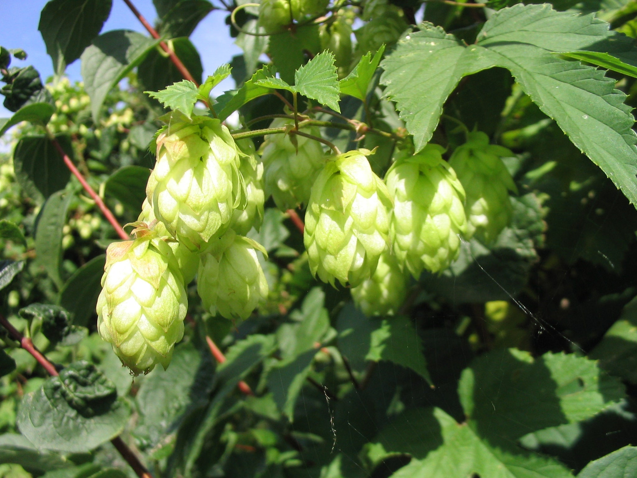 Green Humulus Lupulus Flower seeds for Planting Seasonal Bloomer, Heirloom & GMO Free Seeds for Home Garden seeds for planting