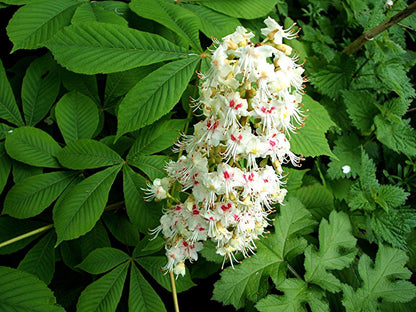 Horse Chestnut Flower seeds for Planting Compact Growth Heirloom & GMO Free Seeds for Home Garden