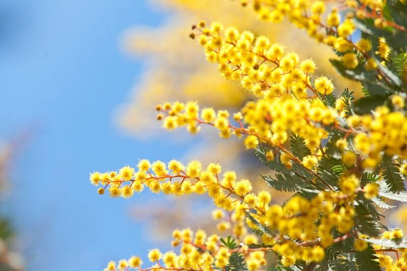High quality Yellow Wattle Flower seeds for Planting Fragrant Blossoms, Heirloom & GMO Free Seeds for Home Garden seeds pack