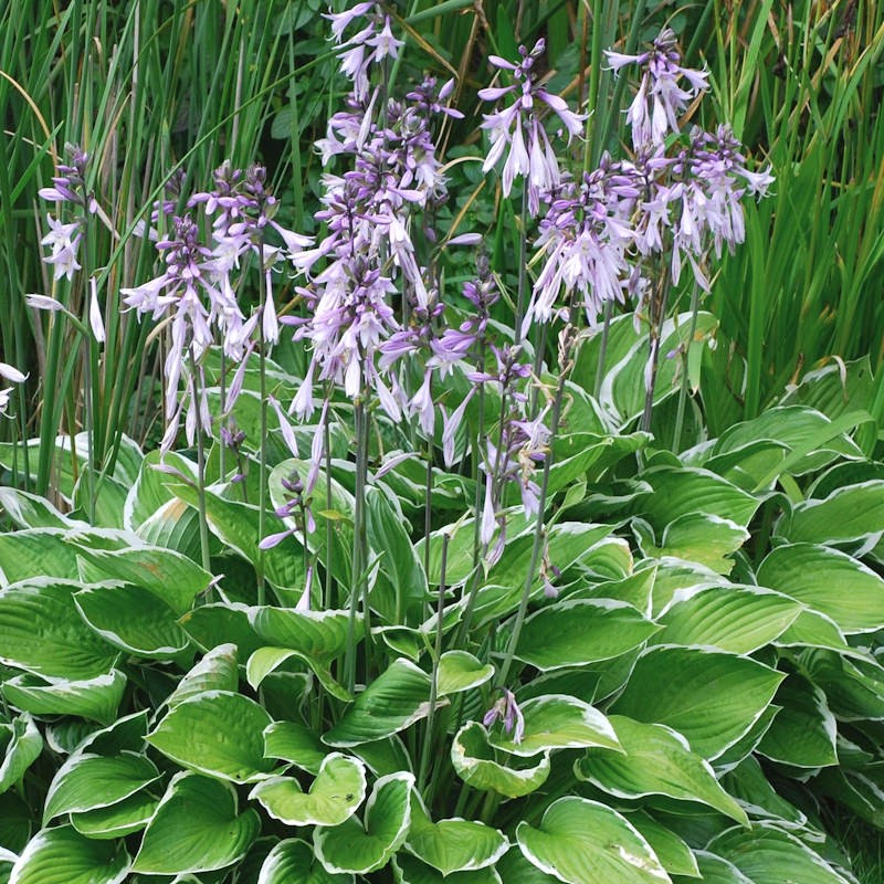 Hosta Plantain Flower seeds for Planting Wildflower Mix Heirloom & GMO Free Seeds for Home Garden