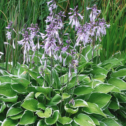 Hosta Plantain Flower seeds for Planting Wildflower Mix Heirloom & GMO Free Seeds for Home Garden