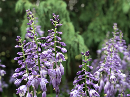 Ventricosa Hosta Flower seeds for Planting Bright Blooms Heirloom & GMO Free Seeds for Home Garden