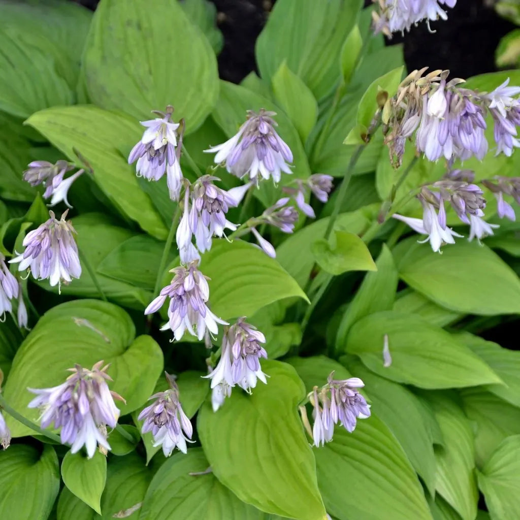 Hosta Flower seeds for Planting Sun Loving Heirloom & GMO Free Seeds for Home Garden
