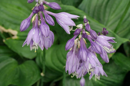 Ventricosa Hosta Flower seeds for Planting Bright Blooms Heirloom & GMO Free Seeds for Home Garden