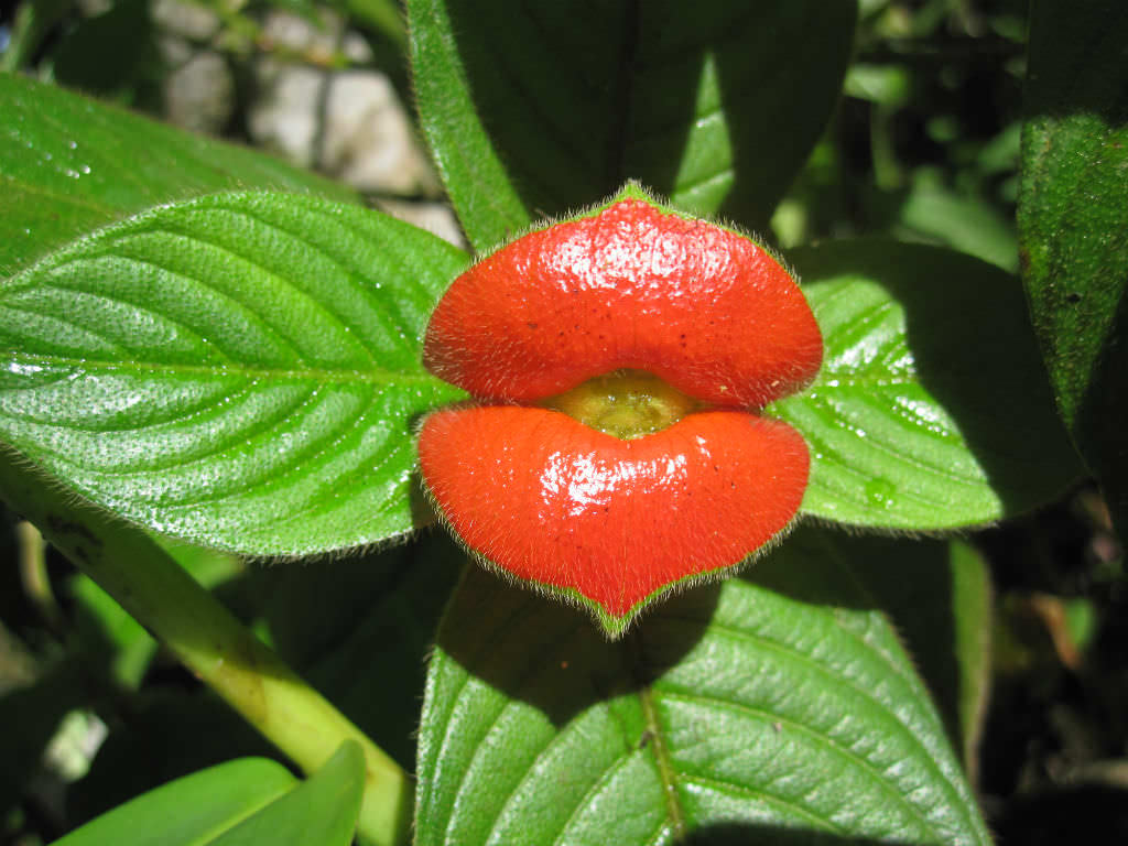 Heirloom Lips Flower seeds for Planting Seasonal Bloomer Heirloom & GMO Free Seeds for Home Garden