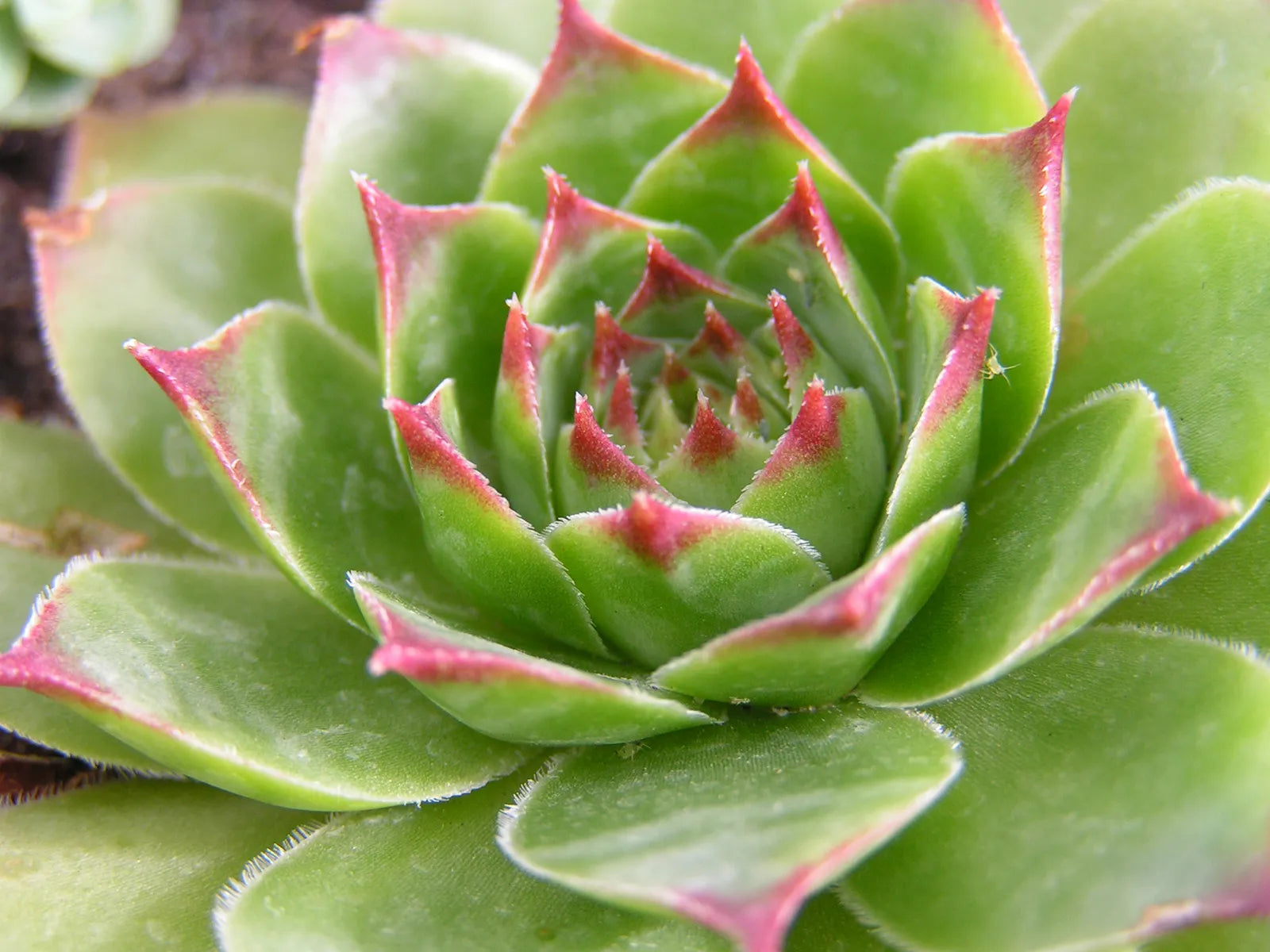 Premium Green Sempervivum Flower seeds for Planting Perfect for Borders, Heirloom & GMO Free Seeds for Home Garden seeds