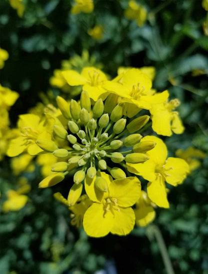 Canola Oil Flower seeds for Planting Hardy Variety Heirloom & GMO Free Seeds for Home Garden