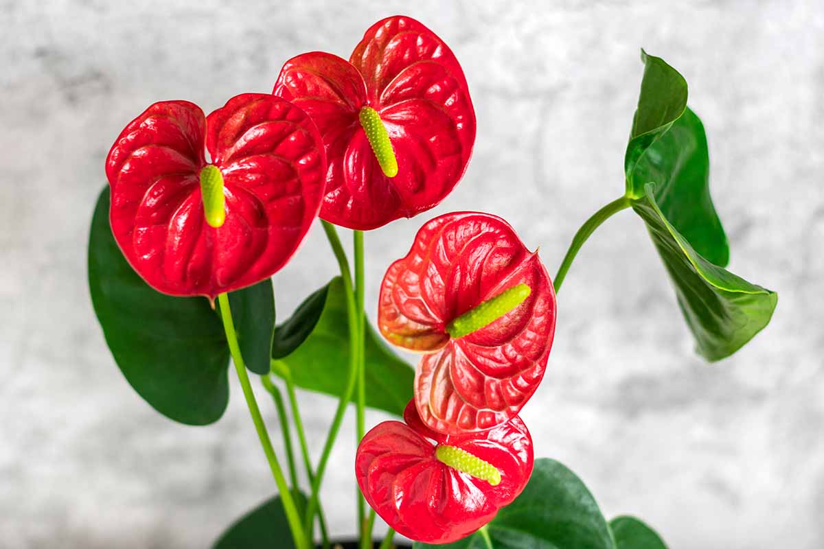 Anthurium Indoor Planting Seeds - Grow Exotic Blooms | Flower For