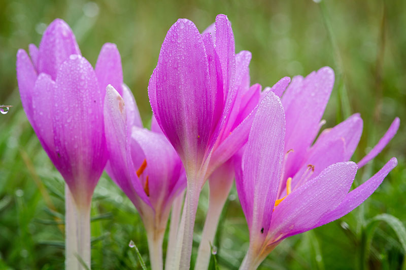 Pink Crocus Flower seeds for Planting Bright Blooms, Heirloom & GMO Free Seeds for Home Garden vegetable and garden seeds
