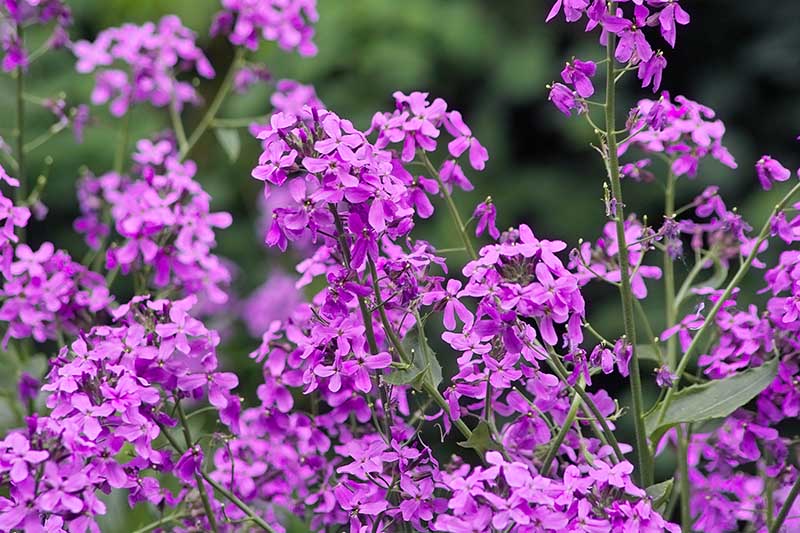 Fuchsia Dames Rocket Flower seeds for Planting Bright Blooms Heirloom & GMO Free Seeds for Home Garden