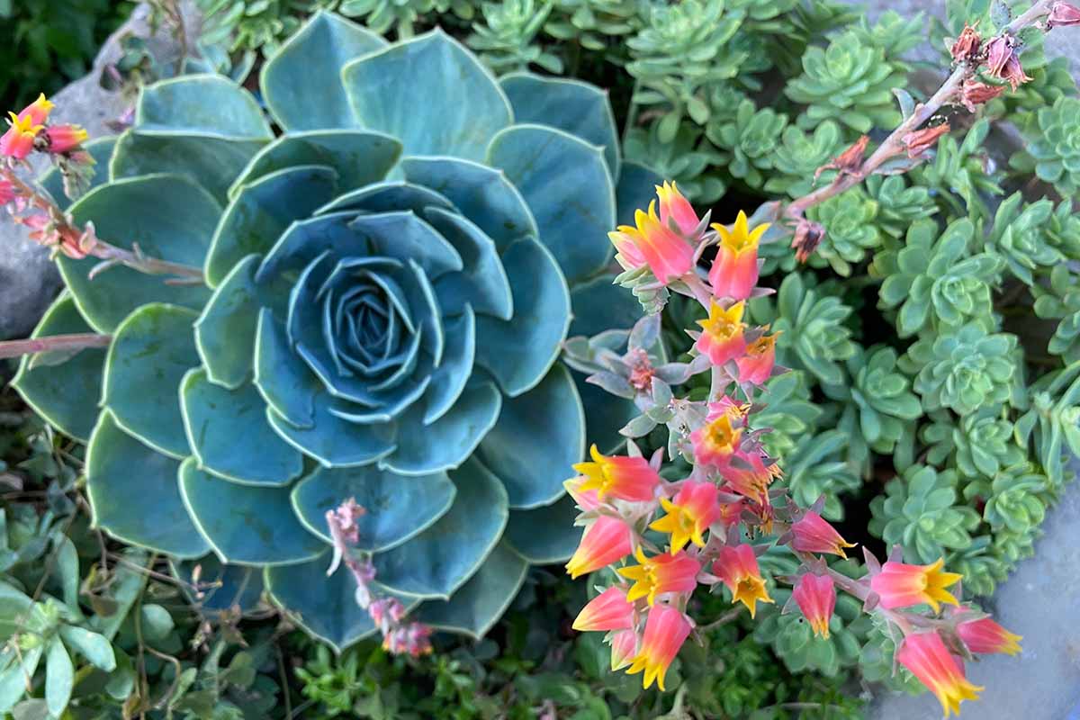 Heirloom Echeveria Flower seeds for Planting Compact Growth Heirloom & GMO Free Seeds for Home Garden
