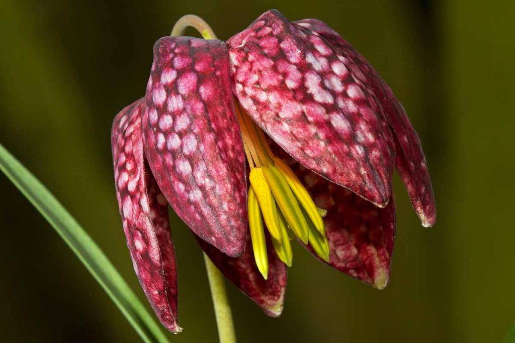Pink Fritillaria Flower seeds for Planting Shade Tolerant, Heirloom & GMO Free Seeds for Home Garden vegetable and garden seeds