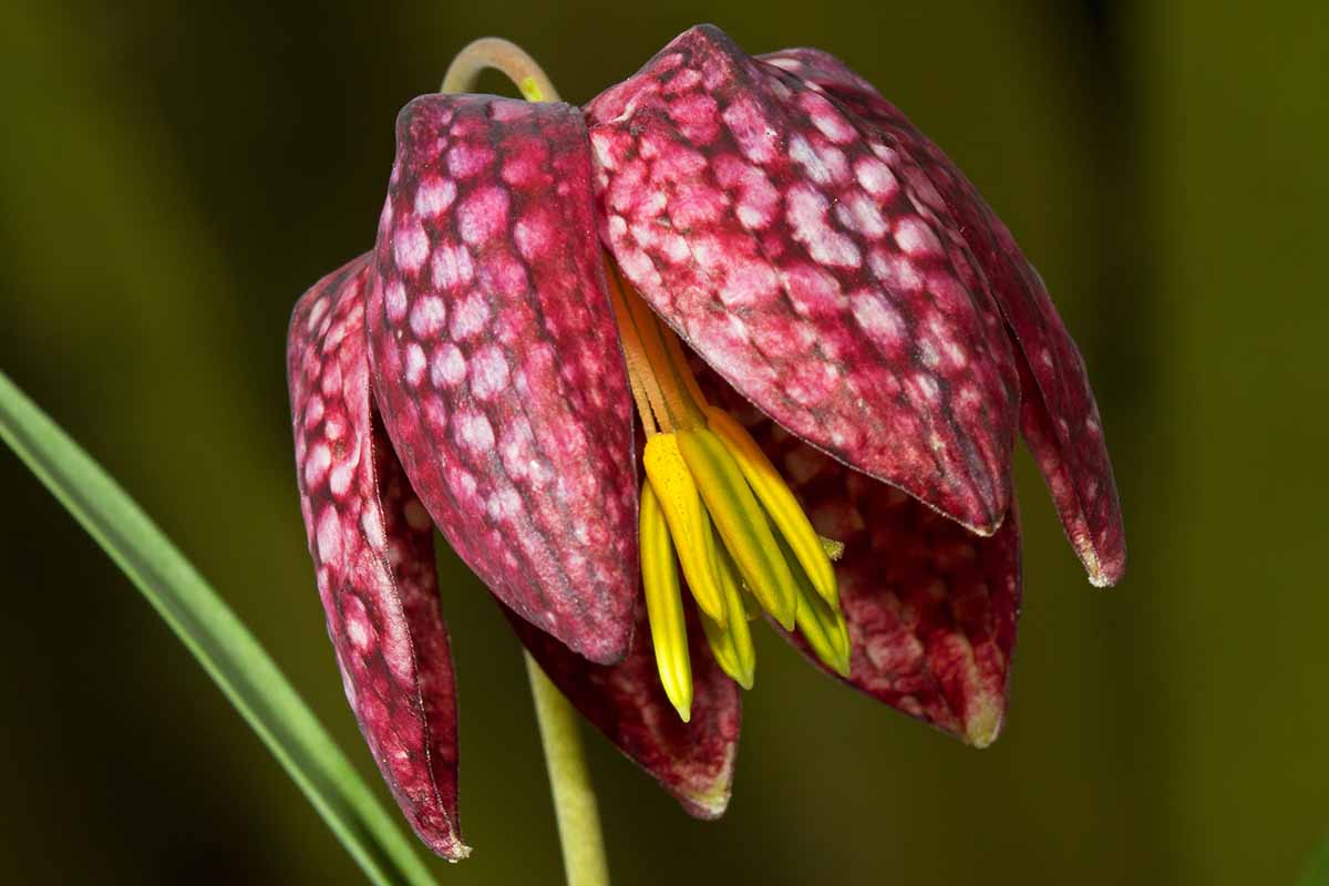 Pink Fritillaria Flower seeds for Planting Shade Tolerant, Heirloom & GMO Free Seeds for Home Garden vegetable and garden seeds