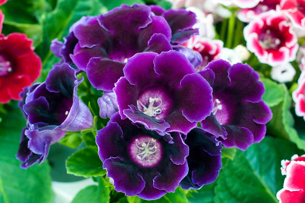 Gloxinia Flower seeds for Planting Wildflower Mix Heirloom & GMO Free Seeds for Home Garden