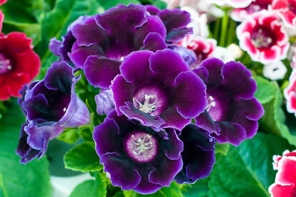 Gloxinia Flower seeds for Planting Wildflower Mix Heirloom & GMO Free Seeds for Home Garden