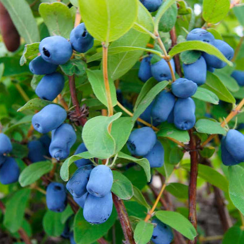Berry Blue Haskap Fruit Seeds for Planting - Unique Blue Berries for Your Garden