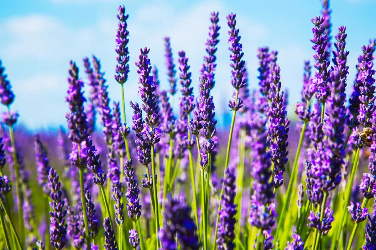 Lavanda Flower seeds for Planting Cut Flower Favorite, Heirloom & GMO Free Seeds for Home Garden vegetable and garden seeds