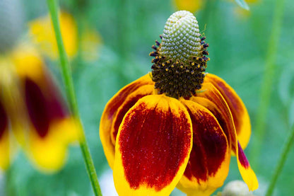 Hat Cone Flower seeds for Planting Drought Tolerant Heirloom & GMO Free Seeds for Home Garden